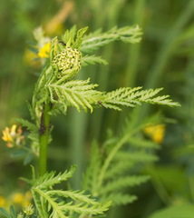 Metopeurum fuscoviride