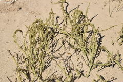 Amaranthus greggii