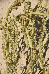 Amaranthus greggii