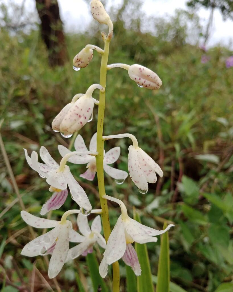 Dipodium paludosum (Griff.) Rchb.f.