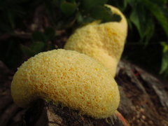 Myxomycetes