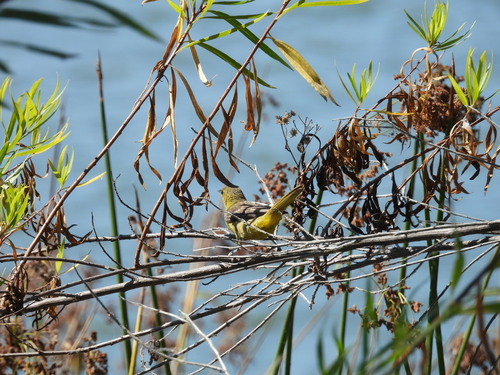 iNaturalist observation photo of Hooded Oriole