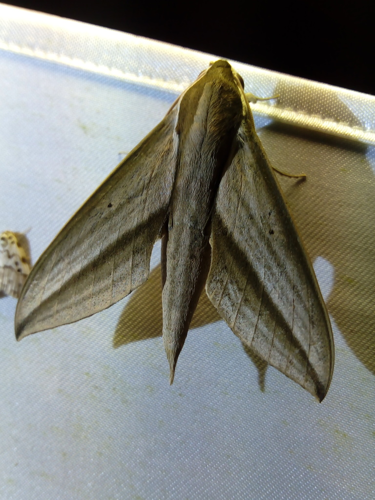 Theretra insularis
