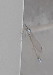Ischnura heterosticta