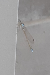 Ischnura heterosticta