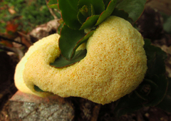 Myxomycetes