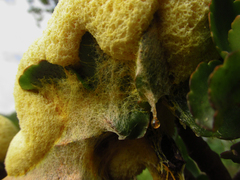 Myxomycetes
