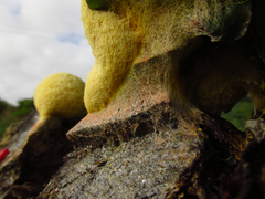 Myxomycetes