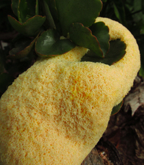 Myxomycetes