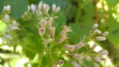 Peteravenia malvifolia