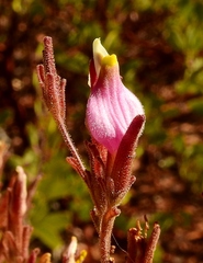 Cordylanthus parviflorus