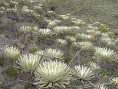 Espeletia schultzii, photograph (c) JR Ferrer-Paris, some rights reserved (CC BY)