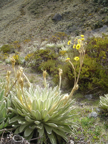 Espeletia schultzii, photograph 4