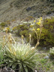 Espeletia schultzii, photograph (c) JR Ferrer-Paris, some rights reserved (CC BY)
