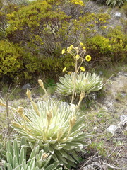 Espeletia schultzii, photograph (c) JR Ferrer-Paris, some rights reserved (CC BY)