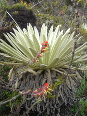 Espeletia schultzii, photograph (c) JR Ferrer-Paris, some rights reserved (CC BY)