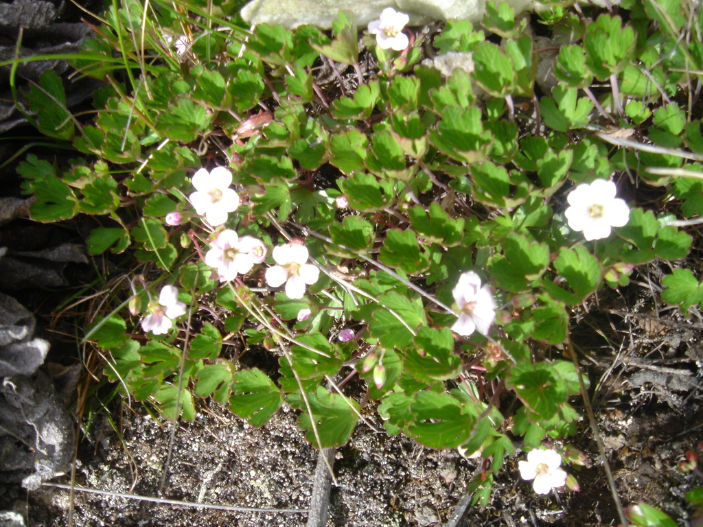 Geranium multiceps