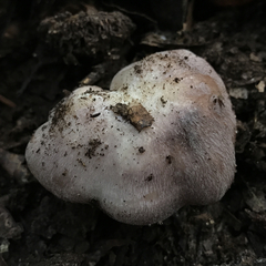Entoloma subsaundersii
