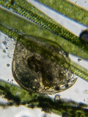 Chydorus