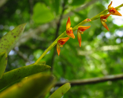 Acianthera glumacea