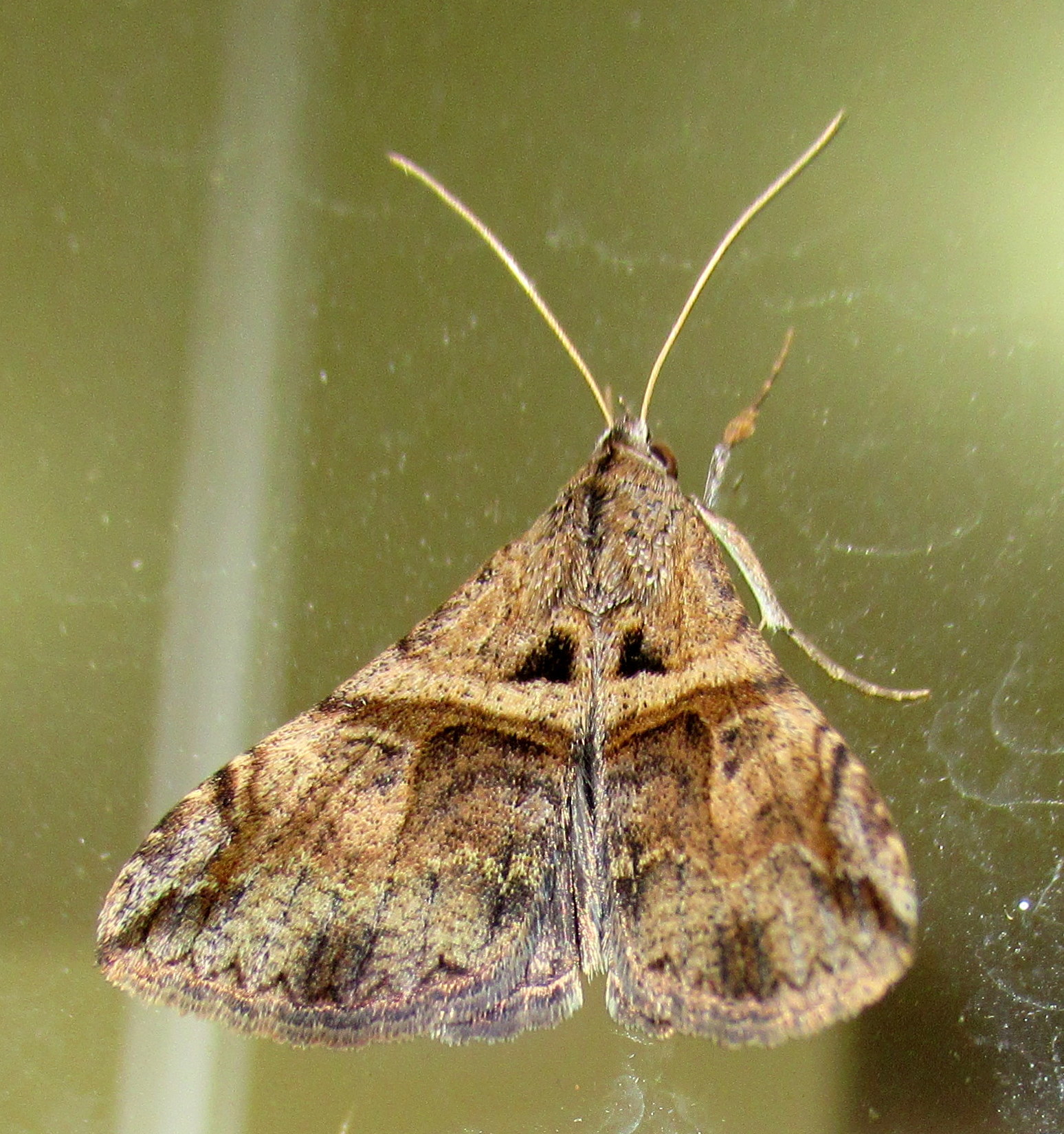 Melipotis image