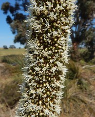 Xanthorrhoea caespitosa