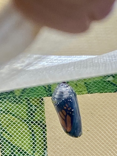 Monarch photographed in New York