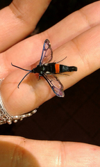 Synanthedon myopaeformis
