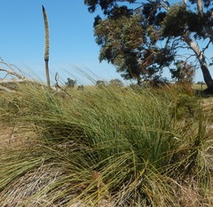 Xanthorrhoea caespitosa