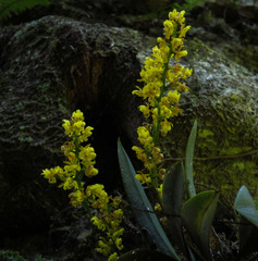 Trichocentrum pumilum