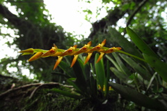 Acianthera glumacea