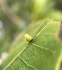 Callirhytis serricornis