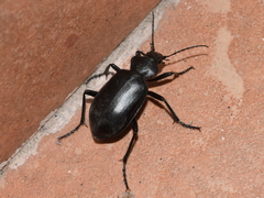 Calosoma peregrinator