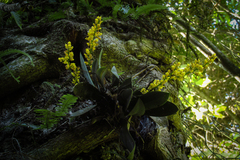 Trichocentrum pumilum