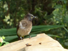 Pycnonotus barbatus tricolor