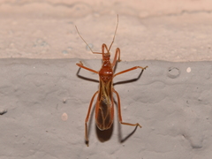 Saicinae