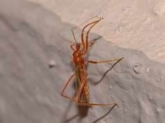 Saicinae