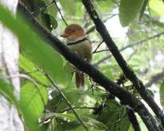 Bucco capensis