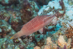 Oxycheilinus digramma