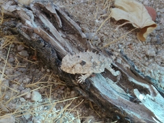 Phrynosoma coronatum