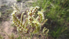Oxychloris scariosa