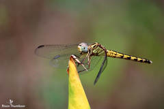 Indothemis carnatica