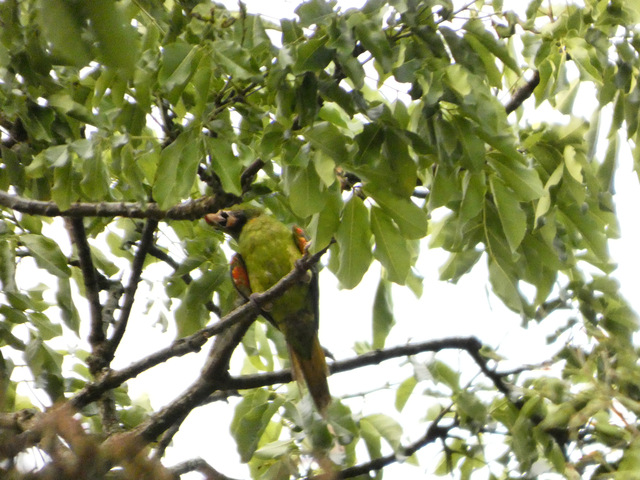 Sulphur-winged Parakeet (Pyrrhura hoffmanni), photo 6
