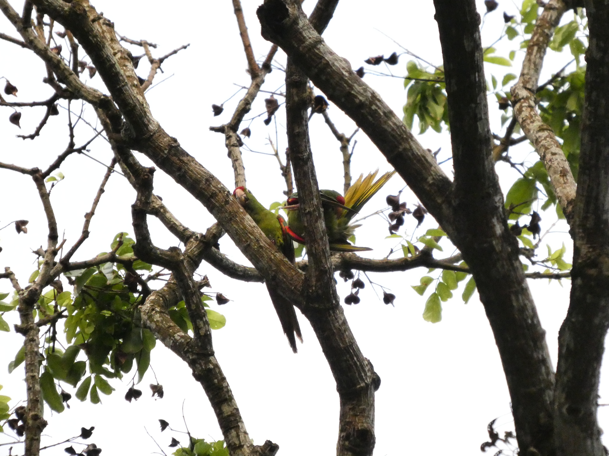 Sulphur-winged Parakeet (Pyrrhura hoffmanni), photo 5