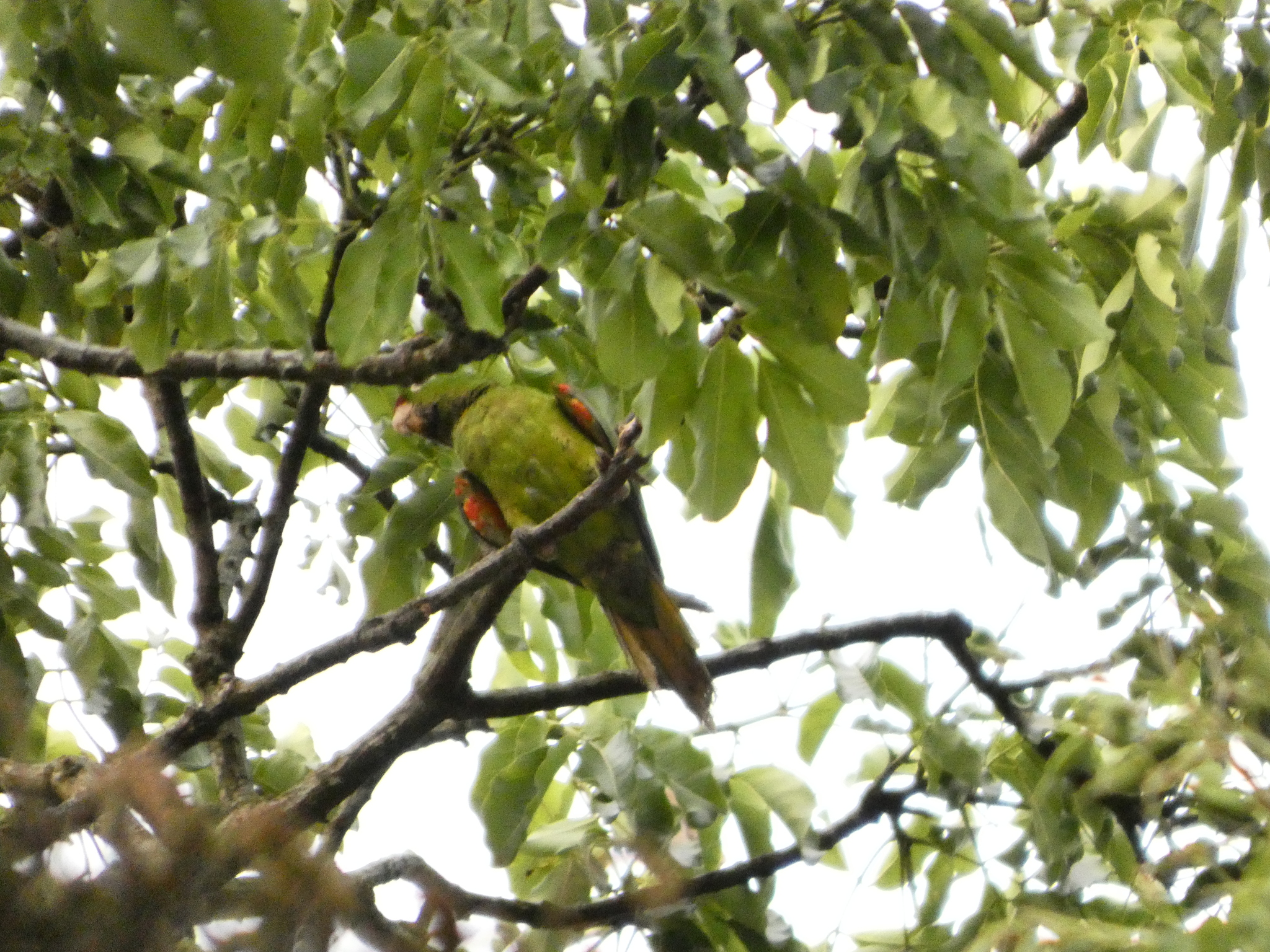 Sulphur-winged Parakeet (Pyrrhura hoffmanni), photo 4