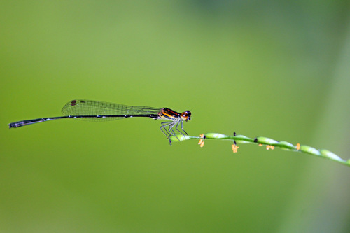 Red-striped Black Bambootail photo 5