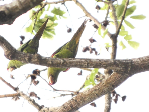Sulphur-winged Parakeet (Pyrrhura hoffmanni), photo 10