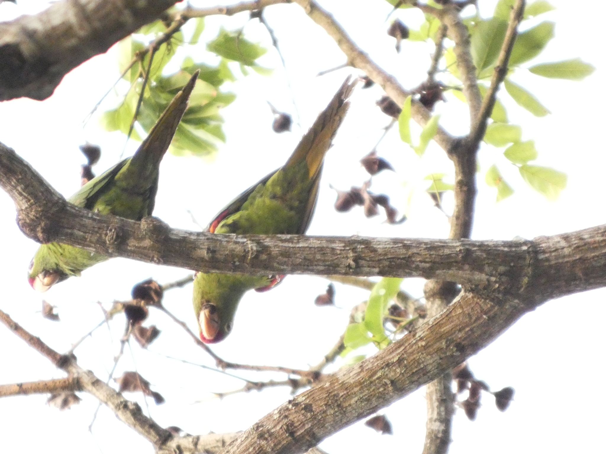 Sulphur-winged Parakeet (Pyrrhura hoffmanni), photo 7