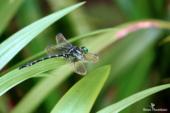 Macrogomphus wynaadicus