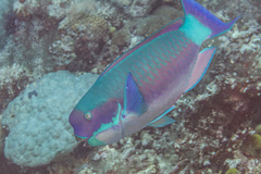 Chlorurus microrhinos